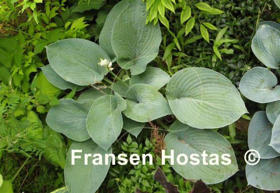 Hosta Groo Bloo